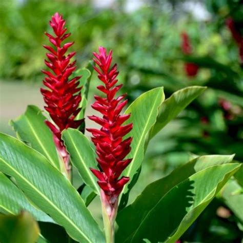 Alpinia (Ginger) Vase Life: 14-21 days, Availability: year round ...