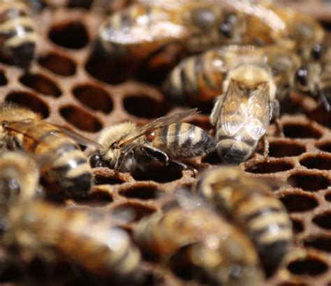 Research Brief: The varroa destructor – Honey Bee Research Centre