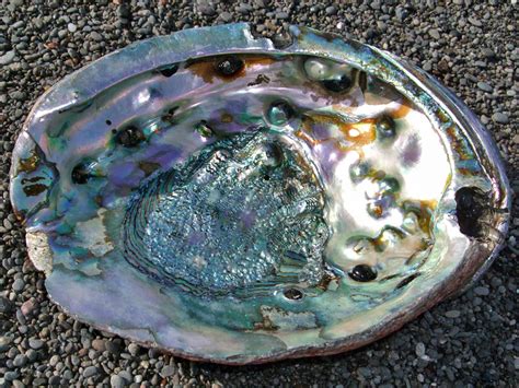 Abalone shell: the Lost Coast, California