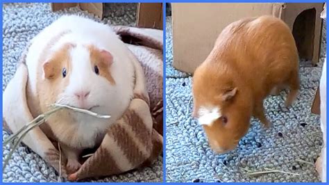 2 cute guinea pig behaviors - popcorning and burrowing! - YouTube