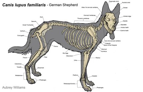 Cynology: The Study of Dogs — sirwoofsalot: Part one of my dog studies ...