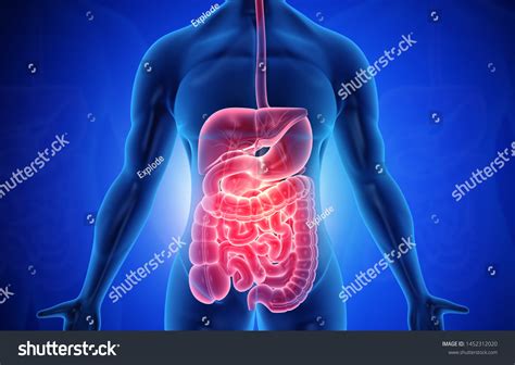 Human Anatomy Digestive System Diagram