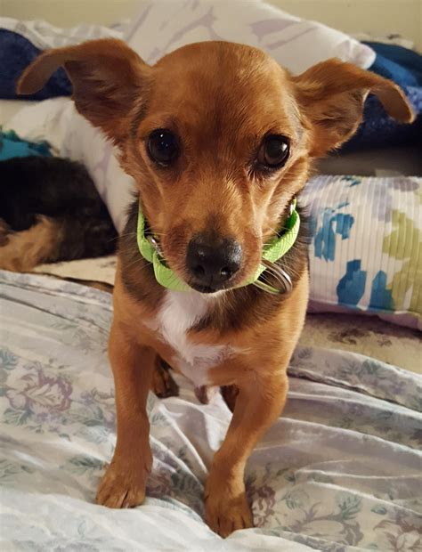 Adopt Chico on Petfinder | Chihuahua love, Pets, Chihuahua mix