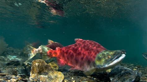 Sockeye salmon - Wikiwand