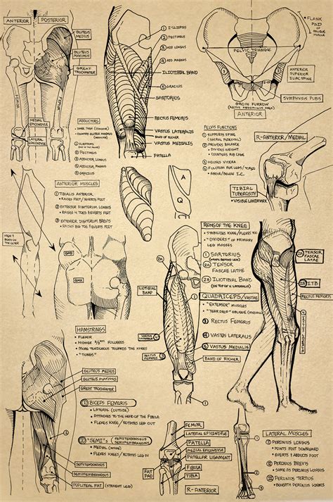 Anatomy Sketchbook on Behance