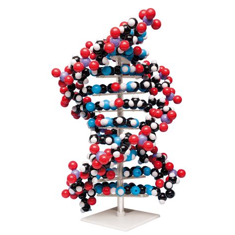 DNA Model | Biology Teaching Supplies | Molecular Kits