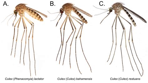 Culex species - Entomology Today