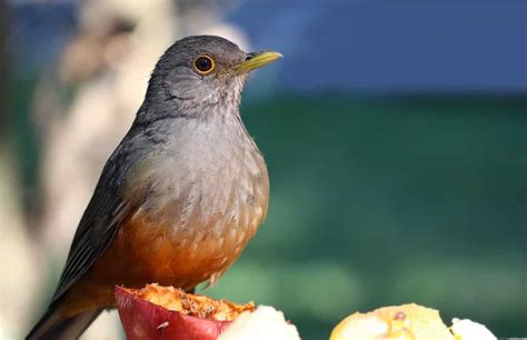 Discover the National Flower of Brazil: The Golden Trumpet - A-Z Animals