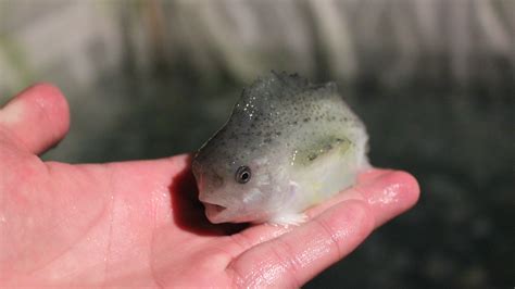 Meet the lumpsucker, the adorable fish revolutionizing salmon farming ...