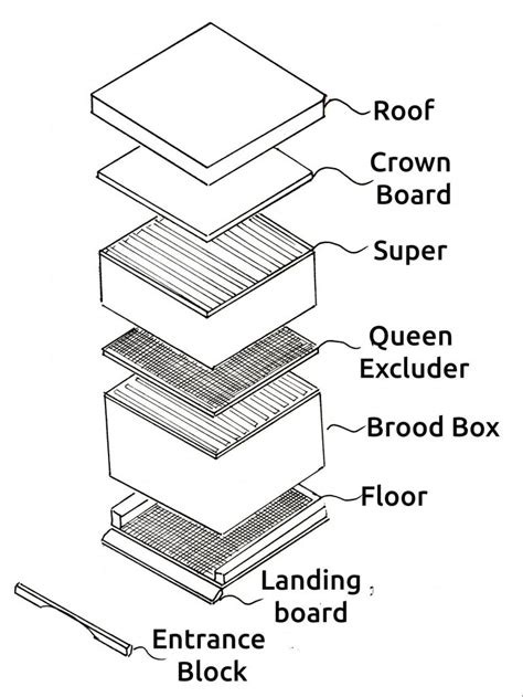 Hive Structure – Dorchester and Weymouth Bee Keepers Association