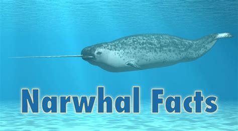 Narwhal Facts, Pictures, Information & Video from Active Wild