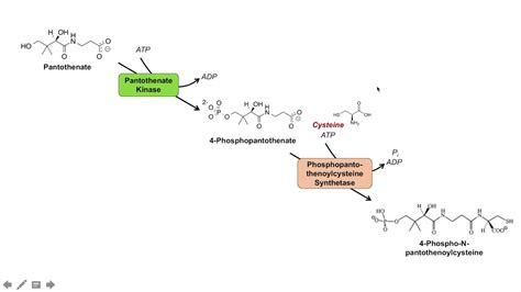 Coenzyme A Synthesis