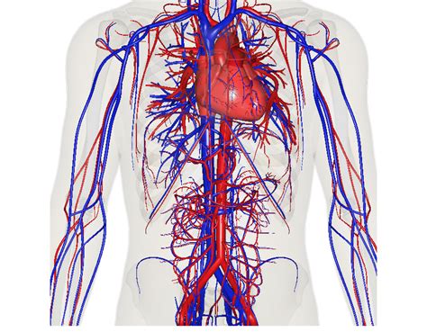 The Circulatory System