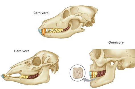 5. Carnivore teeth - Dr. Bills Pet Nutrition