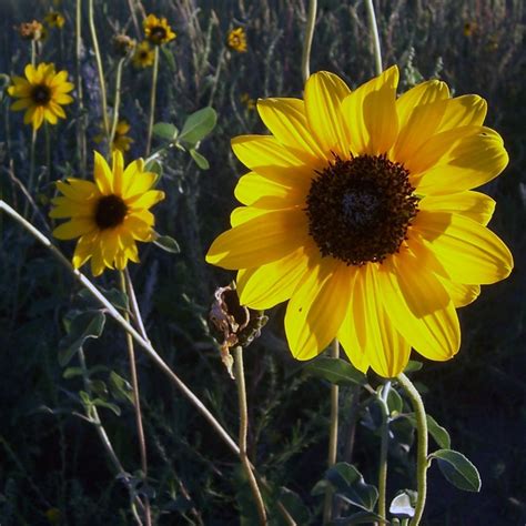 Early Summer Flowers - Grasslands Naturalists