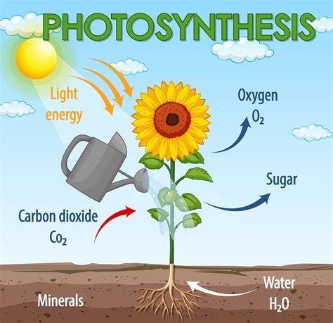 Diagram showing process of photosynthesis in plant 1858779 Vector Art ...