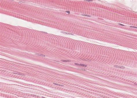 Smooth Muscle Vs Skeletal Muscle Histology