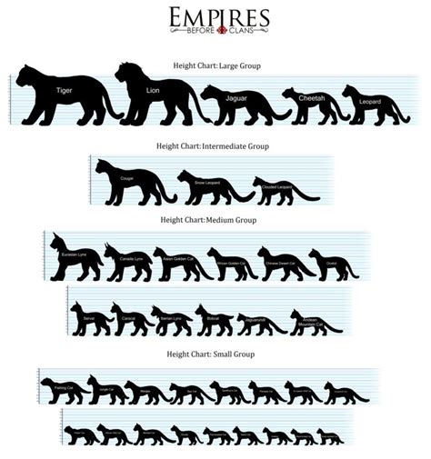 Big Cat Size Comparison Chart