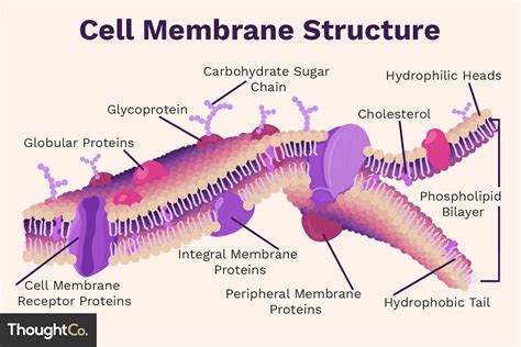 Cell Membrane Function and Structure