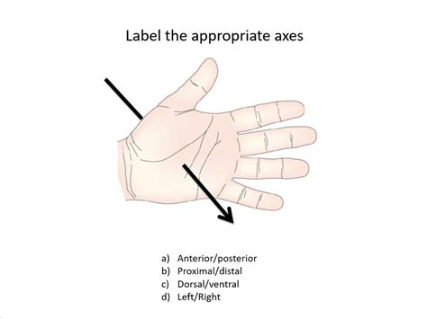 Anterior Posterior Vs Dorsal Ventral