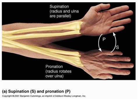 Supination and pronation of the forearm | Help For Lizzy... | Pinterest ...