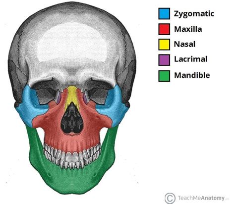 Bones of the Skull - Structure - Fractures - TeachMeAnatomy