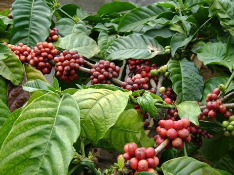 Perkebunan Kopi Tlogo - HARIAN SEMARANG - Info