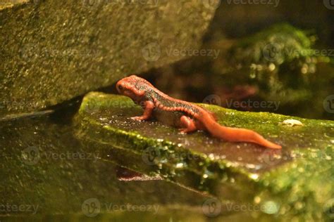 Red Emperor Newt Up Close and Personal 9093955 Stock Photo at Vecteezy