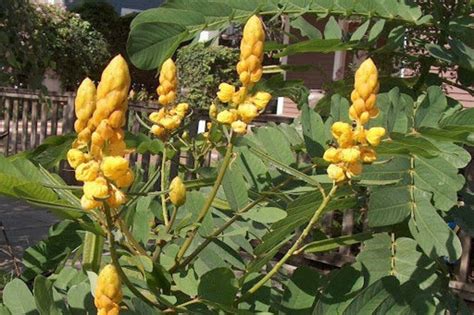 20 Freshly Harvested Senna Alata Seeds No International Shipping - Etsy