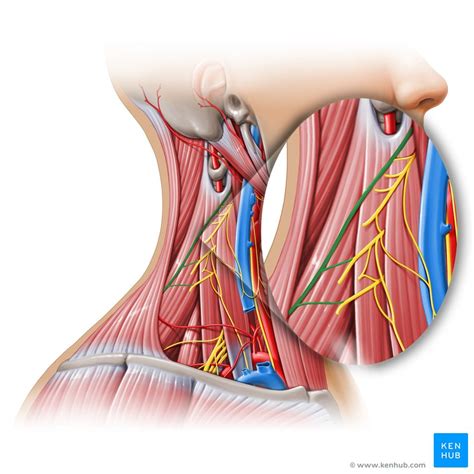 Peripheral Nervous System: Cranial Nerves Cranial Nerves,, 59% OFF