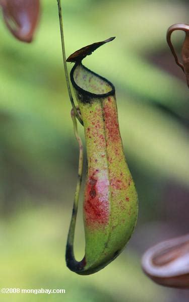 Kantong semar (Nepenthes gracilis) warna hitam, hijau dan merah