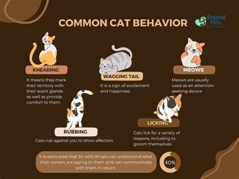 11 Strange Cat Behaviors Finally Explained