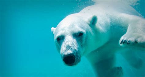 Polar Bear Swimming