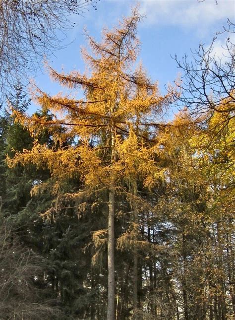 European Larch - Tree Guide UK European Larch identification