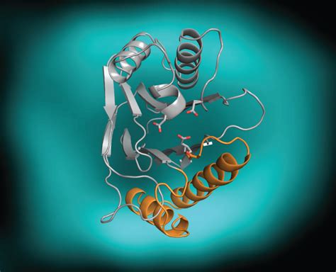 Enzymes | What, Types & Roles | GCSE Biology Revision