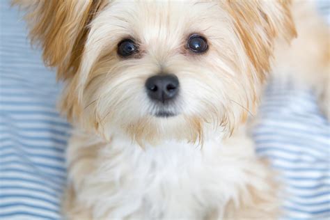 Morkie Puppies Facts and Videos | LoveToKnow