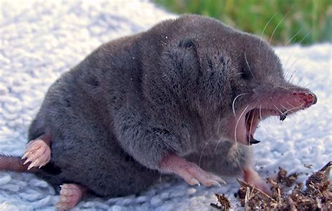 Mole Animal - All About The Tiny, Burrowing Mammal