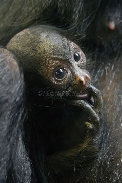 Red-faced spider monkey stock photo. Image of animal - 120472310