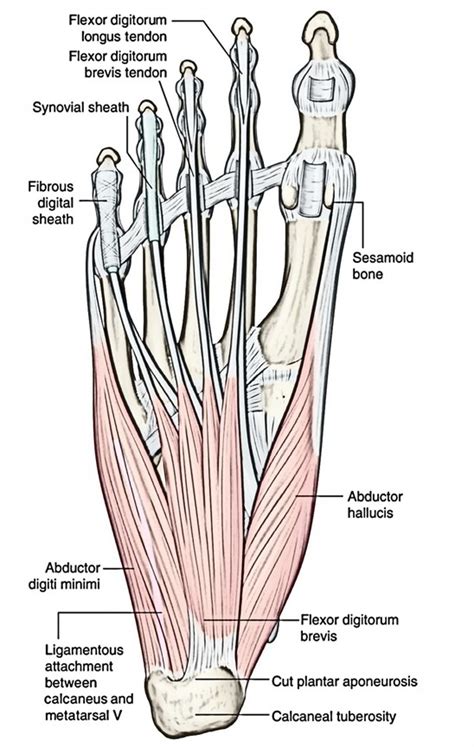 21+ Sesamoid Bone Diagram - RosaAubree