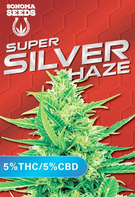 Super Silver Haze CBD Seeds | Sonoma - Vancoast Seeds Canada