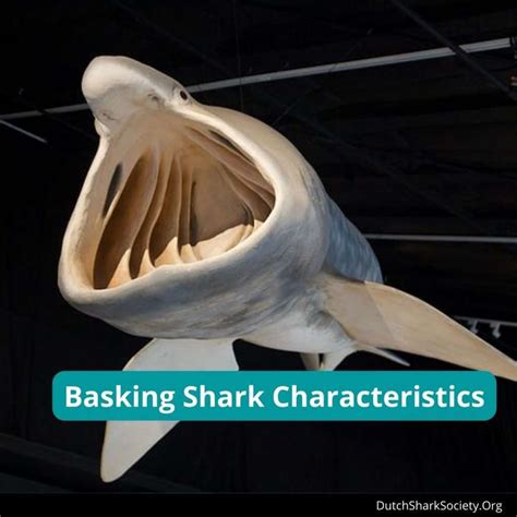 Basking Sharks Facts & Information Guide - Dutch Shark Society