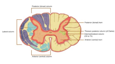 Spinal Cord Anatomy Cross Section