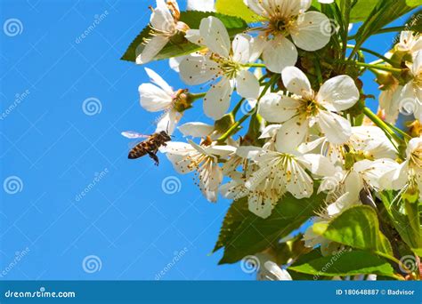 Honey Bee, Pollination Process Stock Image - Image of color, honeybee ...