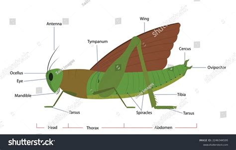 Grasshopper Anatomy Diagram Showing Parts Grasshopper Stock Vector ...