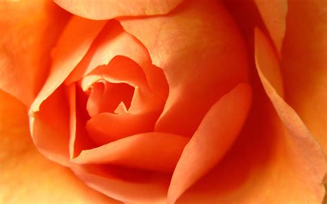 Orange Roses Wallpapers - Wallpaper Cave