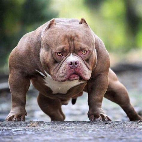 https://creanavt.tumblr.com/archive - | Bully breeds dogs, Dog breeds ...