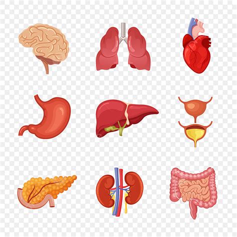 Human Internal Organ Vector Hd Images, Human Internal Organs Anatomy ...