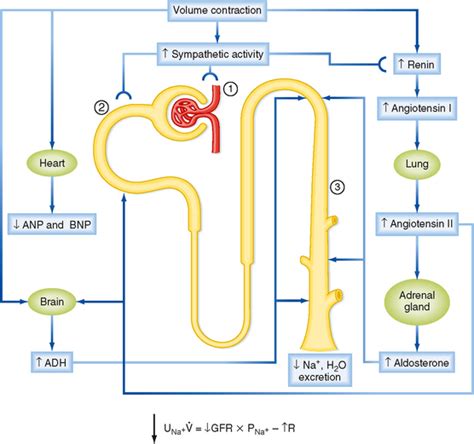 Control of Body Fluid Osmolality and Volume | Basicmedical Key