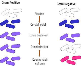 Gram Staining