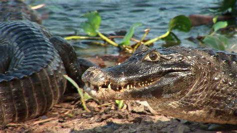 Brazil: Fauna Of Amazon River Region - Crocodile Stock Footage Video ...